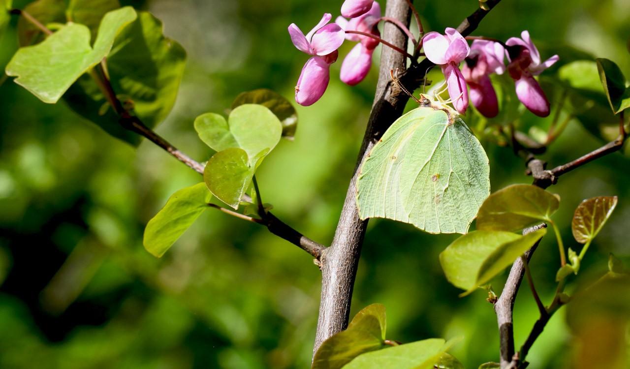 Eine Hecke für Schmetterlinge in unserem Garten