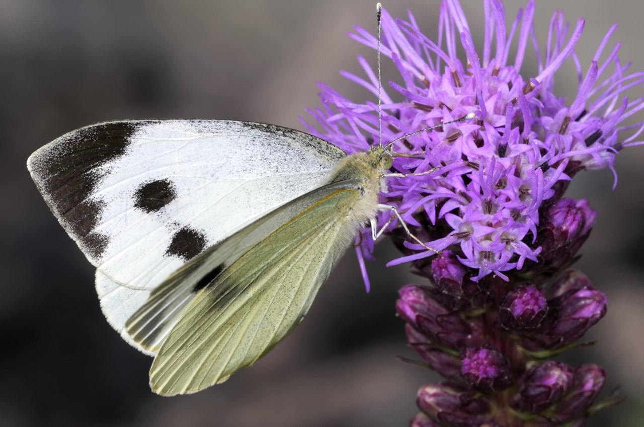 Wir locken den Großen Kohlweißling in unseren Garten