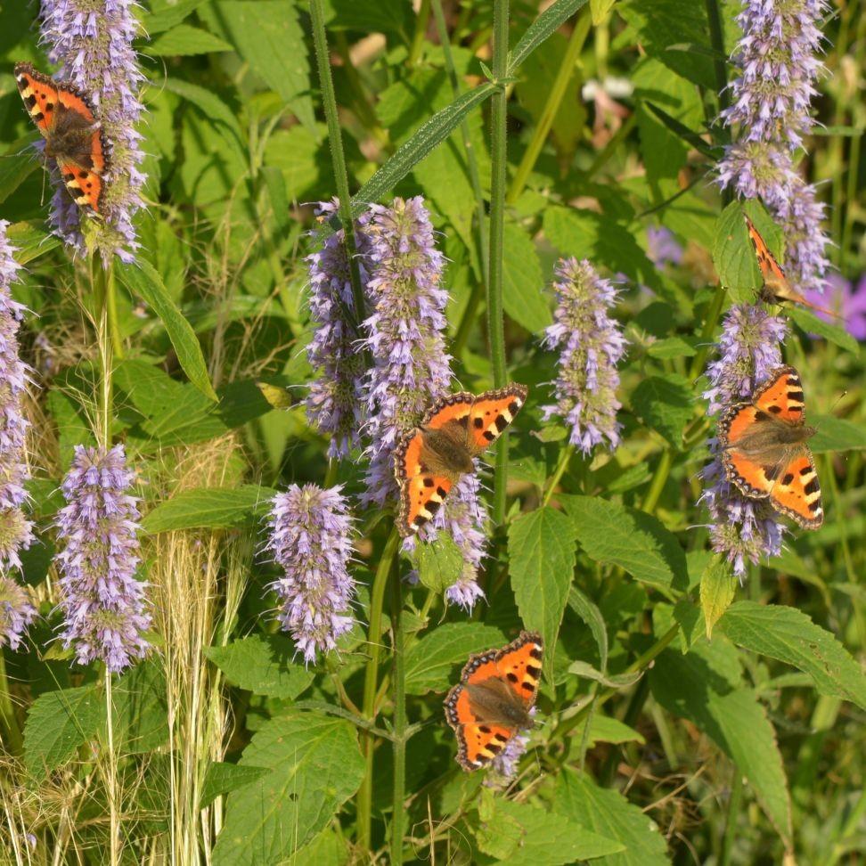 Nektarquellen im Präriegarten