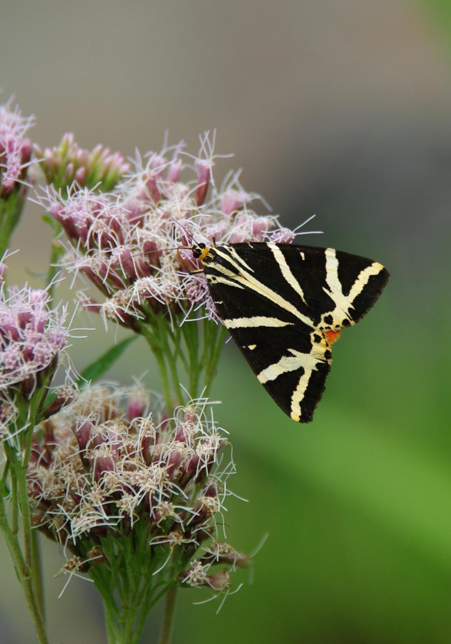Potenzielle Garten-Schmetterlinge 11.03.2017 - Euplagia quadripunctaria