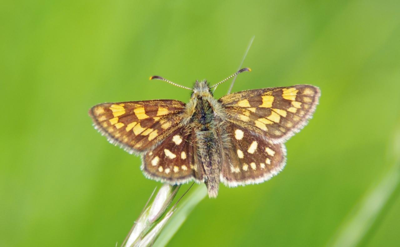 Potenzielle Garten-Schmetterlinge 11.03.2017 - Carterocephalus palaemon