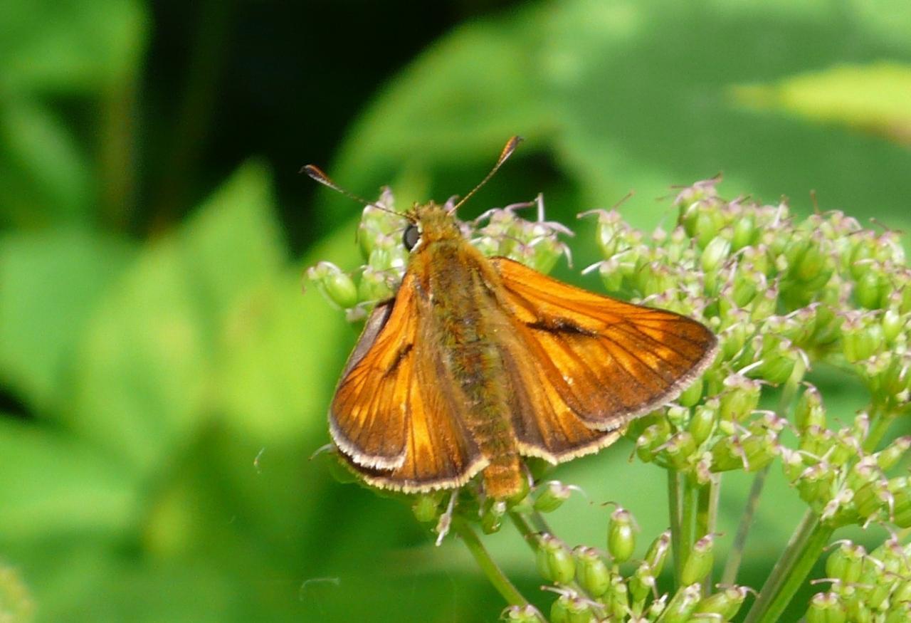Potenzielle Garten-Schmetterlinge 11.03.2017 - Ochlodes venatus
