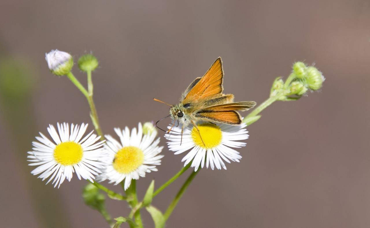 Potenzielle Garten-Schmetterlinge 11.03.2017 - Thymelicus sylvestris