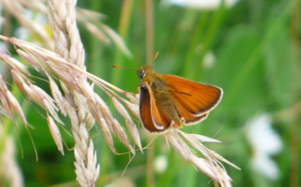 Potenzielle Garten-Schmetterlinge 11.03.2017 - Thymelicus sylvestris