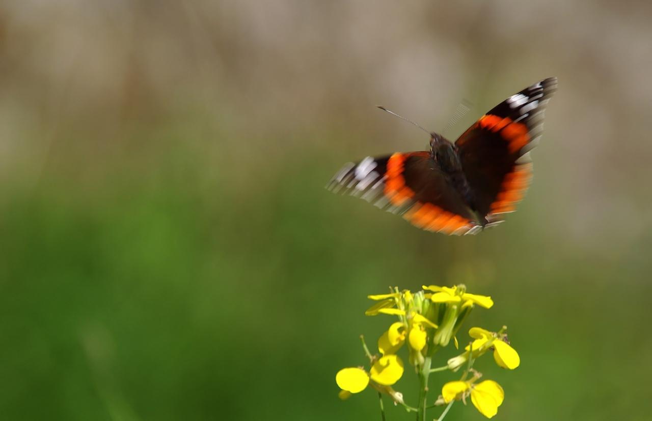 Potenzielle Garten-Schmetterlinge 12.03.2017 - Vanessa atalanta