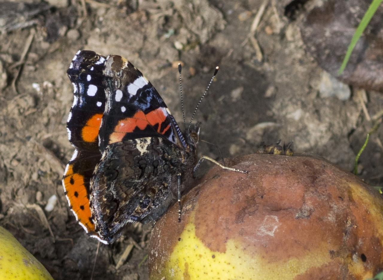 Potenzielle Garten-Schmetterlinge 12.03.2017 - Vanessa atalanta