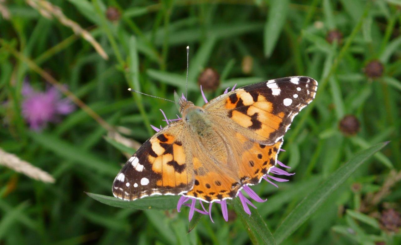 Potenzielle Garten-Schmetterlinge 12.03.2017 - Vanessa cardui