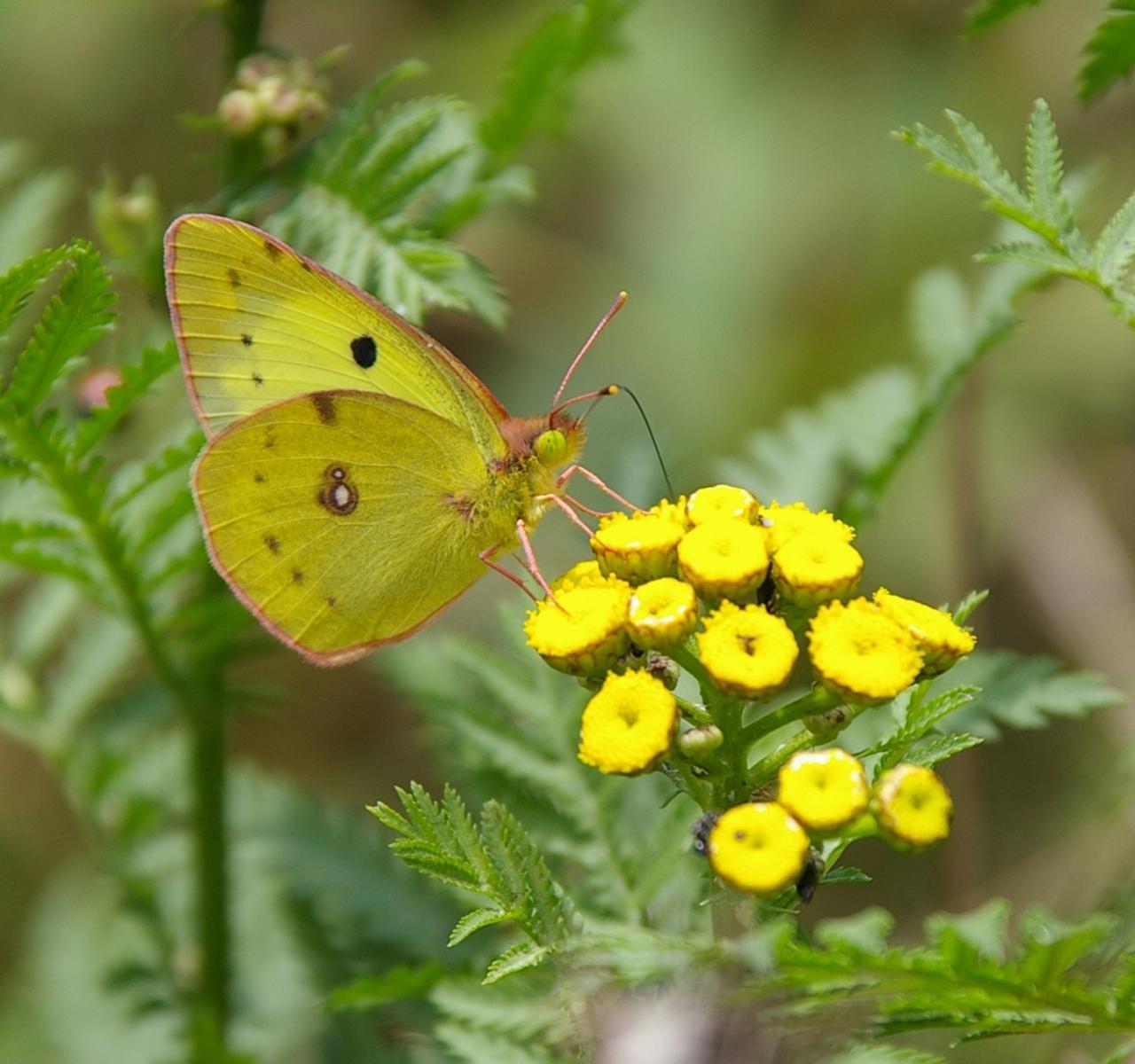 Potenzielle Garten-Schmetterlinge 13.03.2017 - Colias hyale