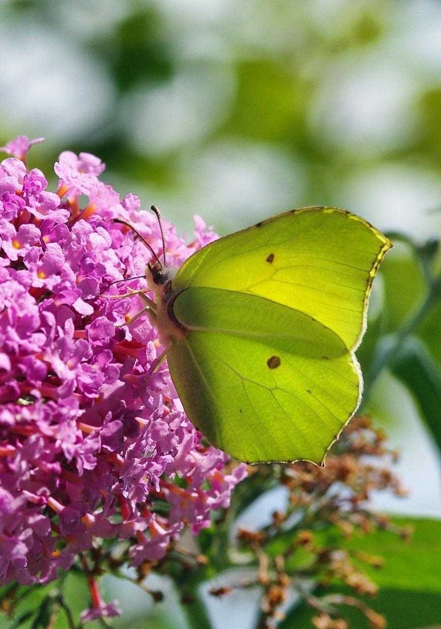Potenzielle Garten-Schmetterlinge 13.03.2017 - Gonepteryx rhamni