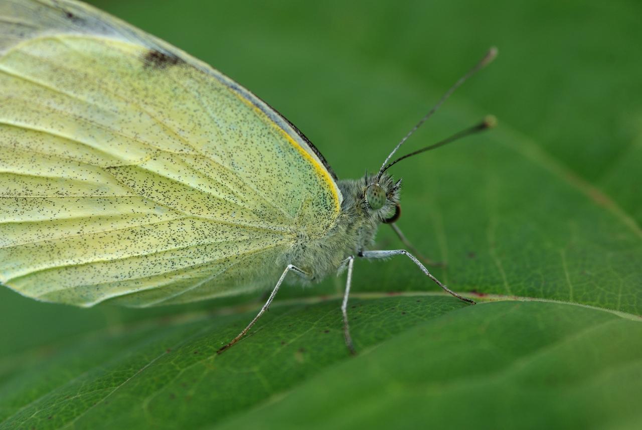 Potenzielle Garten-Schmetterlinge 13.03.2017 - Pieris brassicae