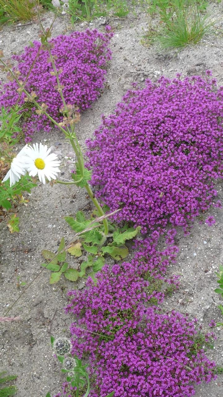 Mein Schmetterlingsgarten - Fotos zum BLOG 16.03.2017