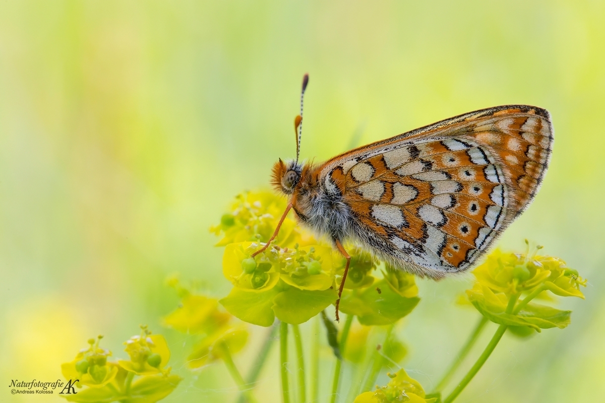 Schmetterlinge-Tagfalter 11.04.2017 - Goldener Scheckenfalter-aurinia