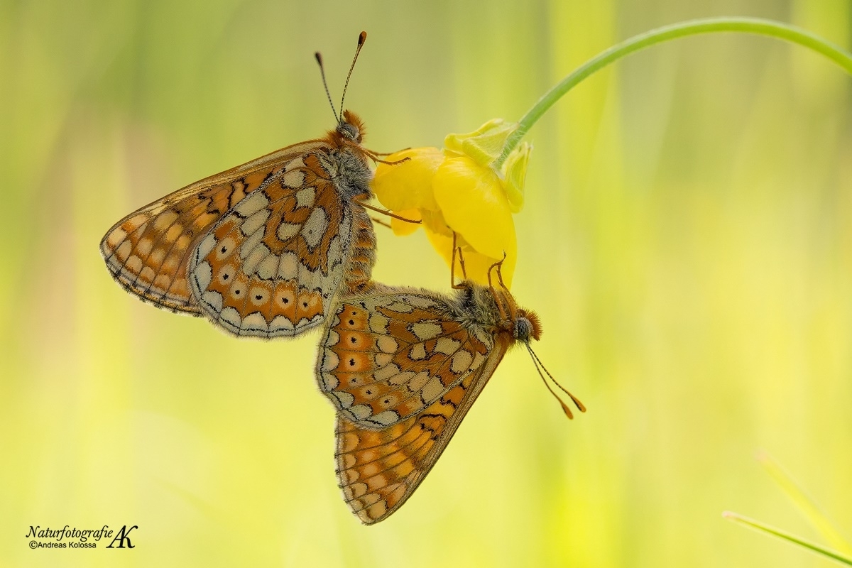 Schmetterlinge-Tagfalter 11.04.2017 - Goldener Scheckenfalter-aurinia