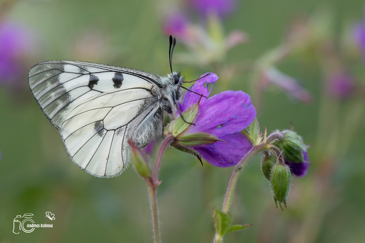 Schmetterlinge-Tagfalter 17.06.2017